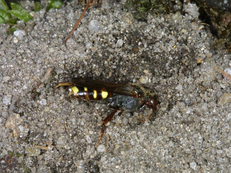 Wespenbiene beim Eindringen ins Wirtsnest