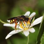 Wespenbiene, evtl. Nomada fucata