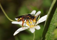 Wespenbiene, evtl. Nomada fucata