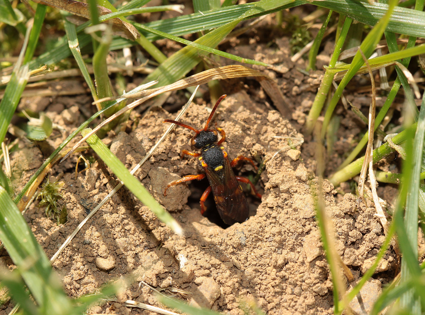 Wespenbiene, evtl. Nomada fucata II