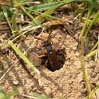 Wespenbiene, evtl. Nomada fucata II