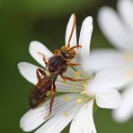 Wespenbiene, evtl. Nomada panzeri