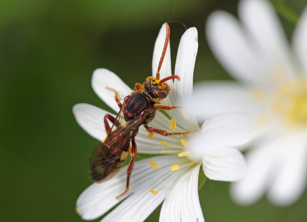 Wespenbiene, evtl. Nomada panzeri