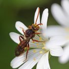 Wespenbiene, evtl. Nomada panzeri