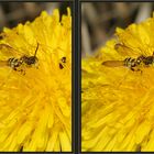 Wespenbiene Männchen [3D]