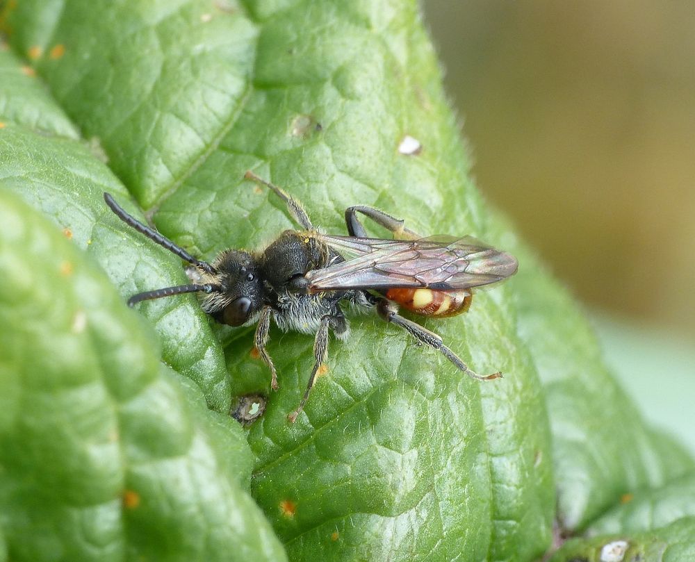 Wespenbiene (Nomada cf. flavoguttata)