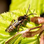 Wespenbiene (Nomada)