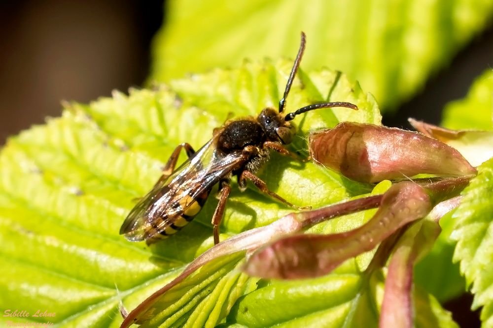 Wespenbiene (Nomada)