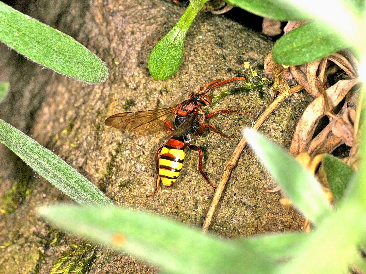 Wespenbiene (Nomada flava).....