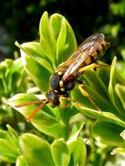 Wespenbiene - Nomada goodeniana, erste von zwei Arten heute. *** - Bild 1 der Serie -