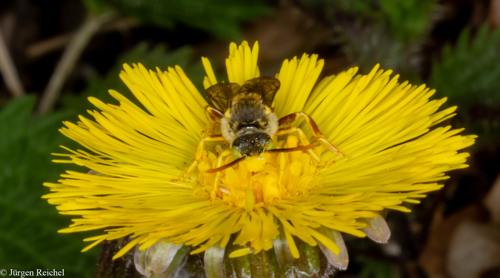 Wespenbiene (Nomada indet)