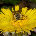 Wespenbiene (Nomada indet)