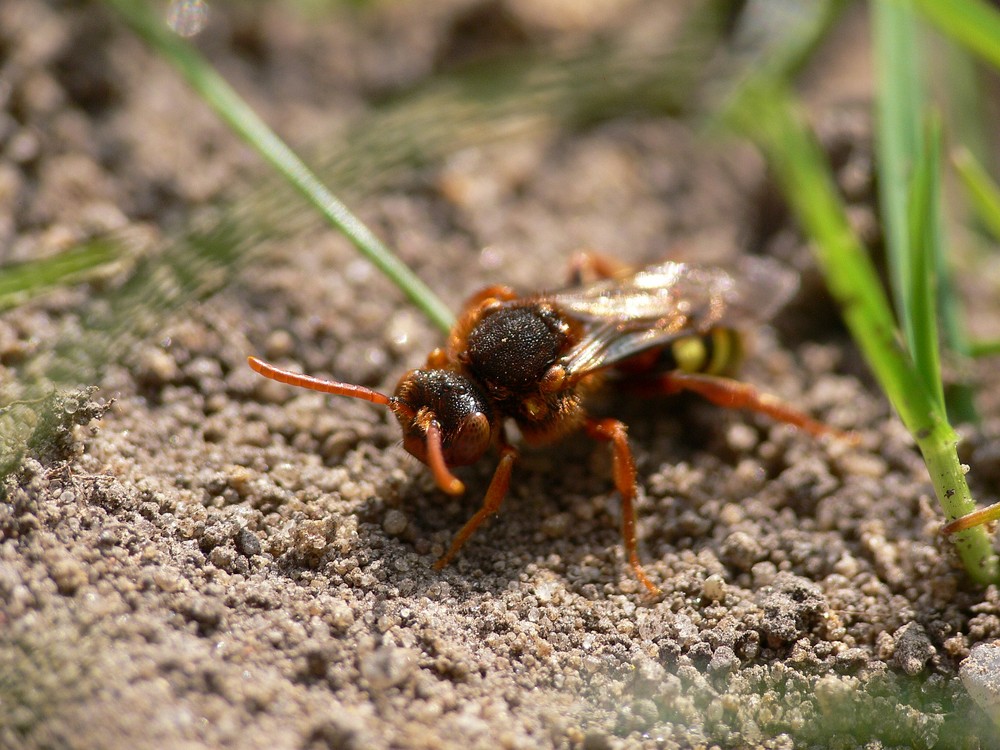 Wespenbiene (Nomada lathburiana)