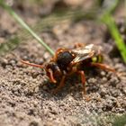 Wespenbiene (Nomada lathburiana)