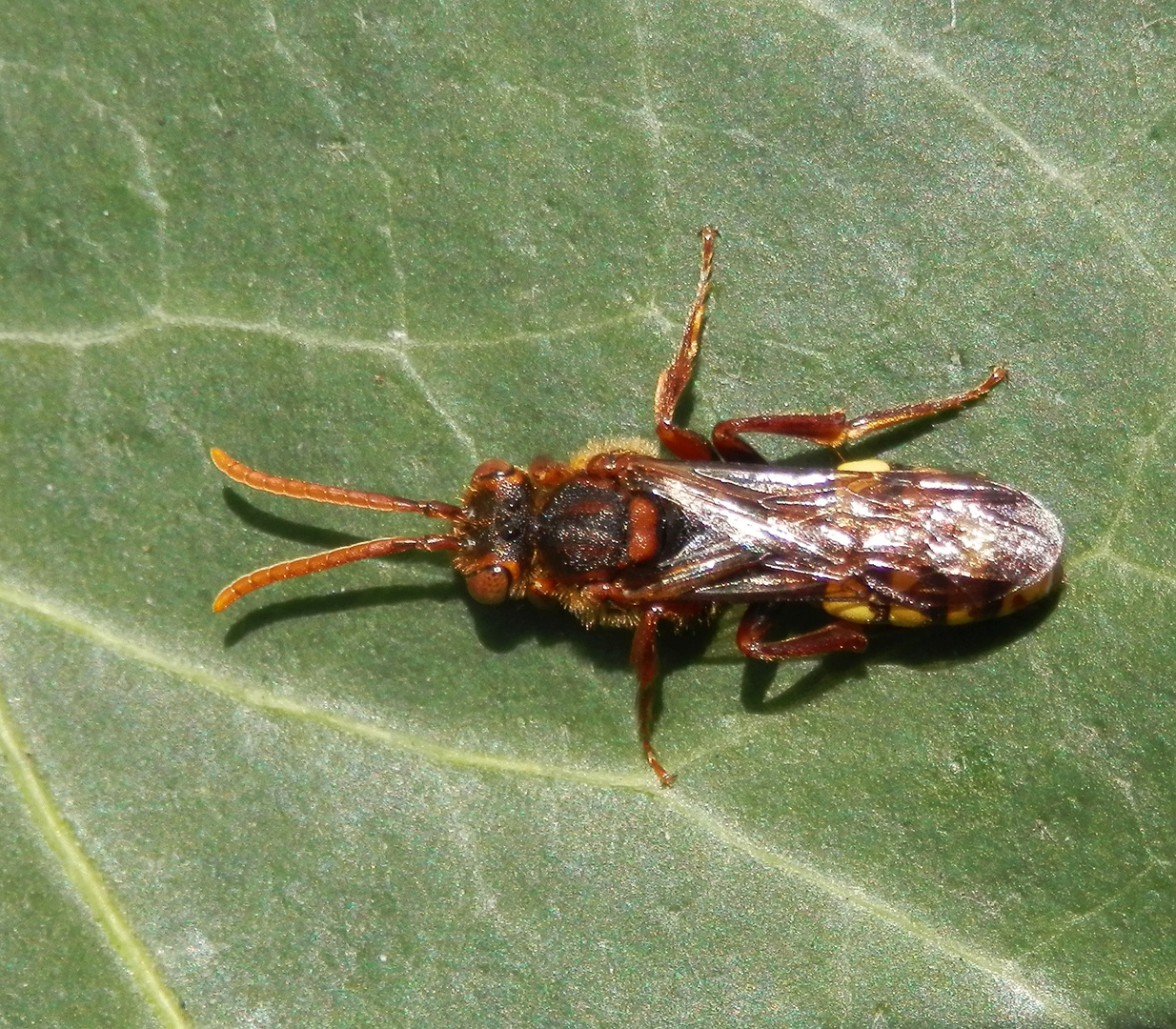 Wespenbiene Nomada panzeri ?