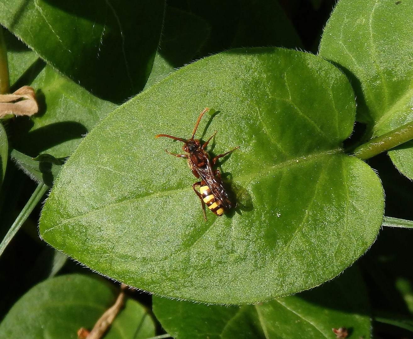 Wespenbiene - Nomada panzeri ?