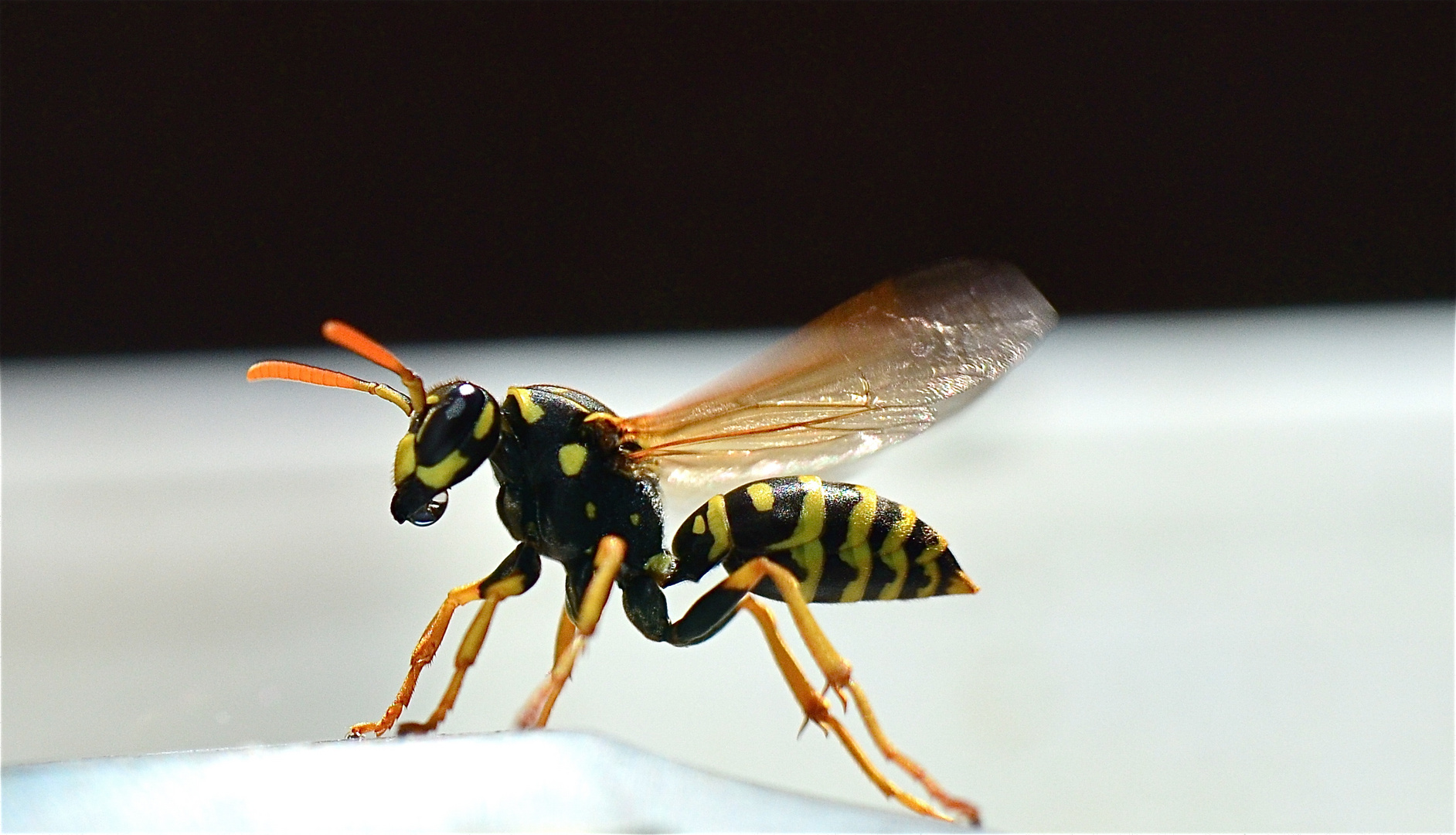 Wespenbiene sorgt für Wasser