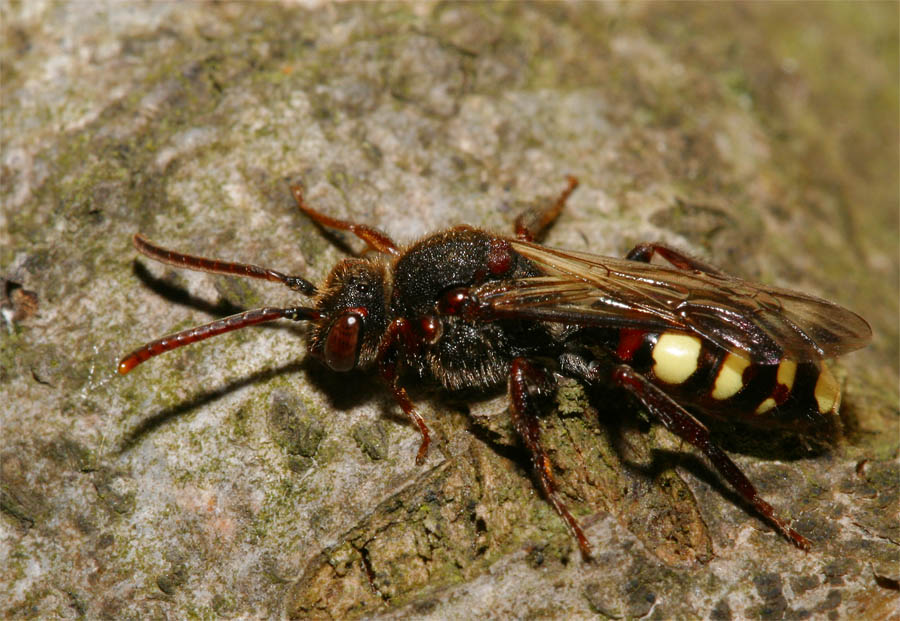 Wespenbiene wieder auf der Lauer