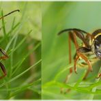 Wespenbock (Clytus arietis)