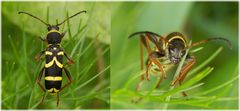 Wespenbock (Clytus arietis)