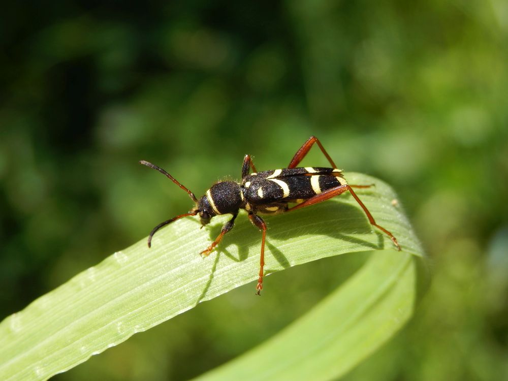 Wespenbock (Clytus arietis) auf Weichgras in unserem Garten