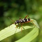 Wespenbock (Clytus arietis) auf Weichgras in unserem Garten