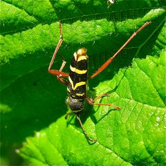 "Wespenbock" Clytus arietis bei einer Kletterpartie