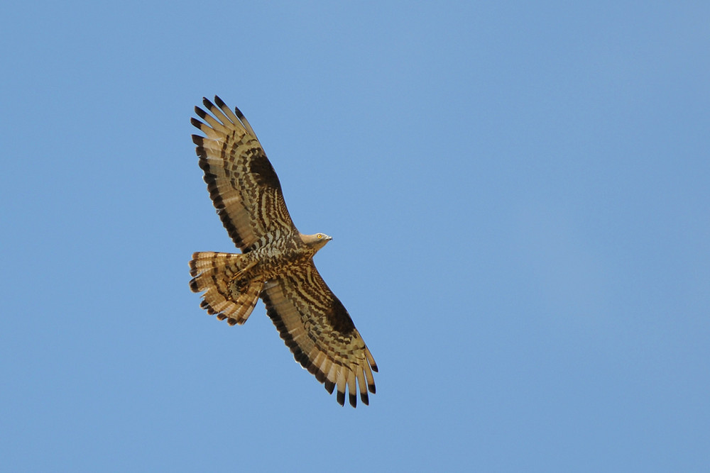 Wespenbussard