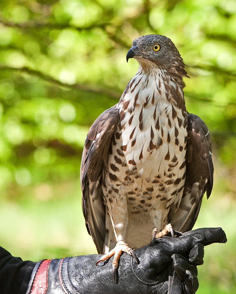 Wespenbussard