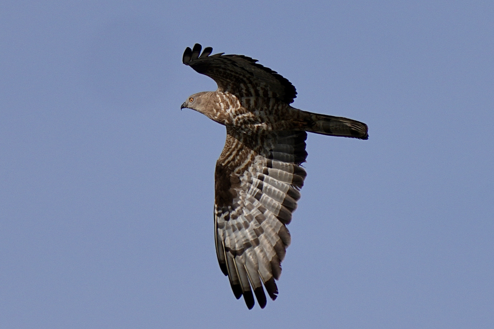 Wespenbussard