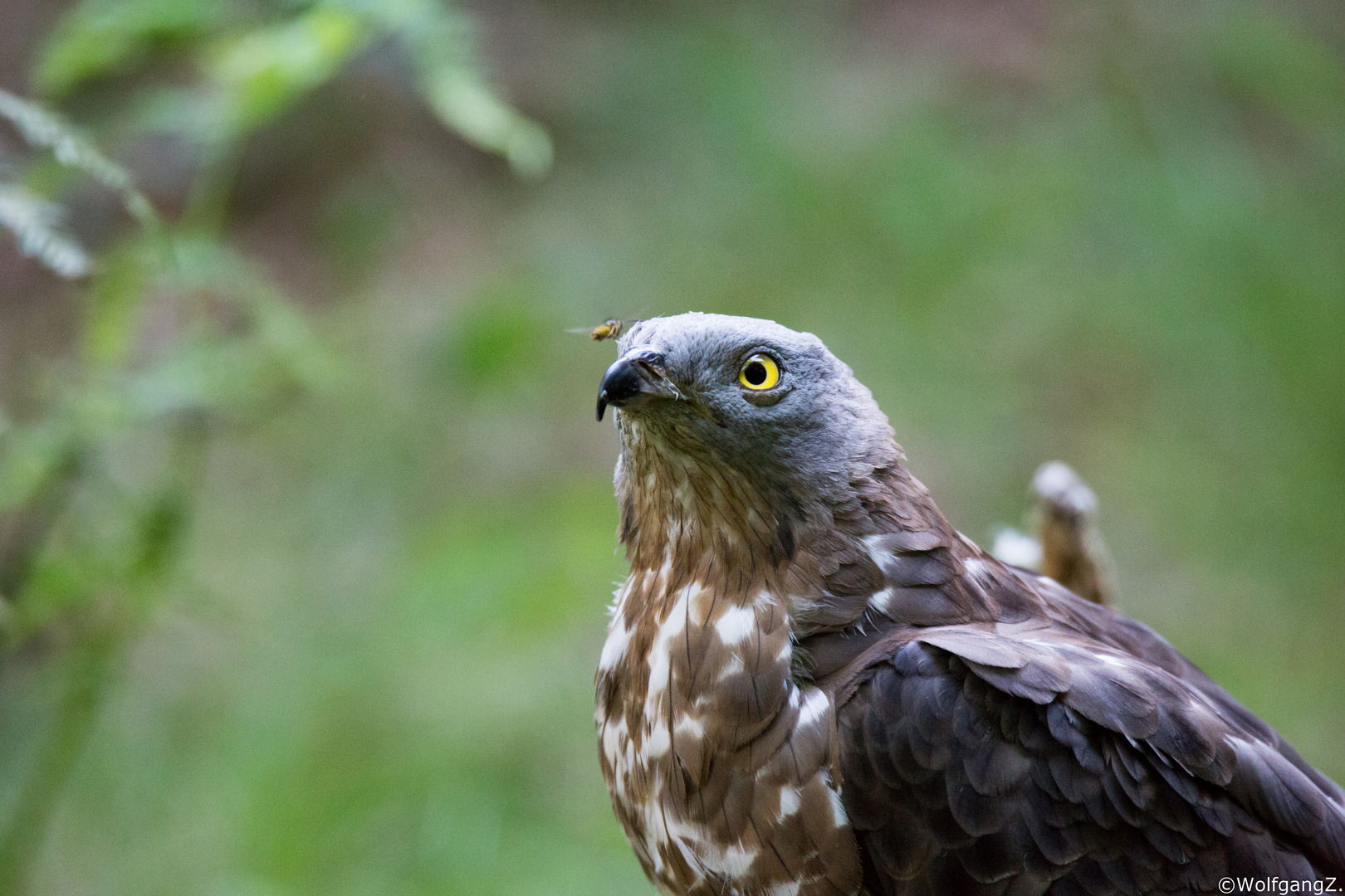 Wespenbussard