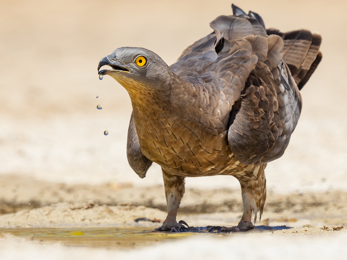 Wespenbussard