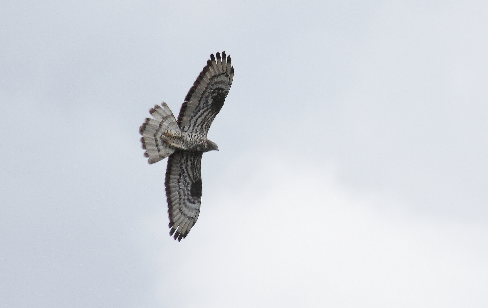 Wespenbussard