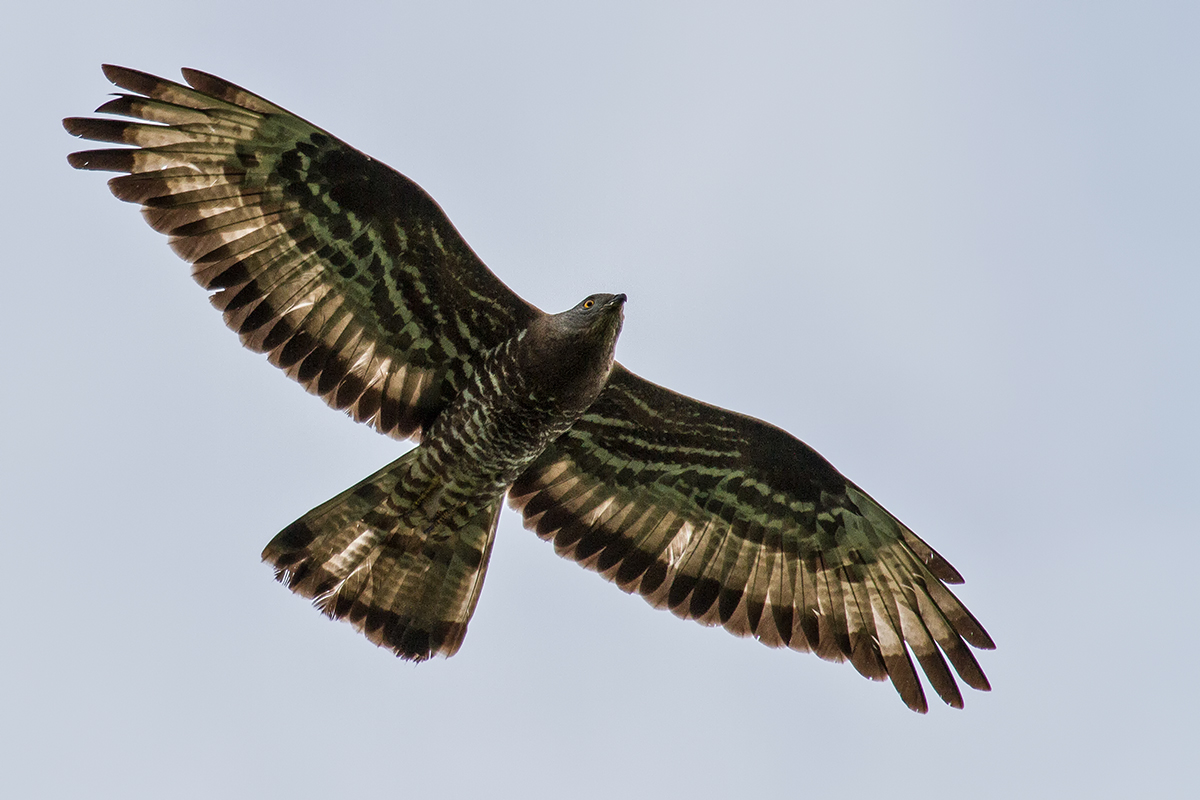 Wespenbussard.