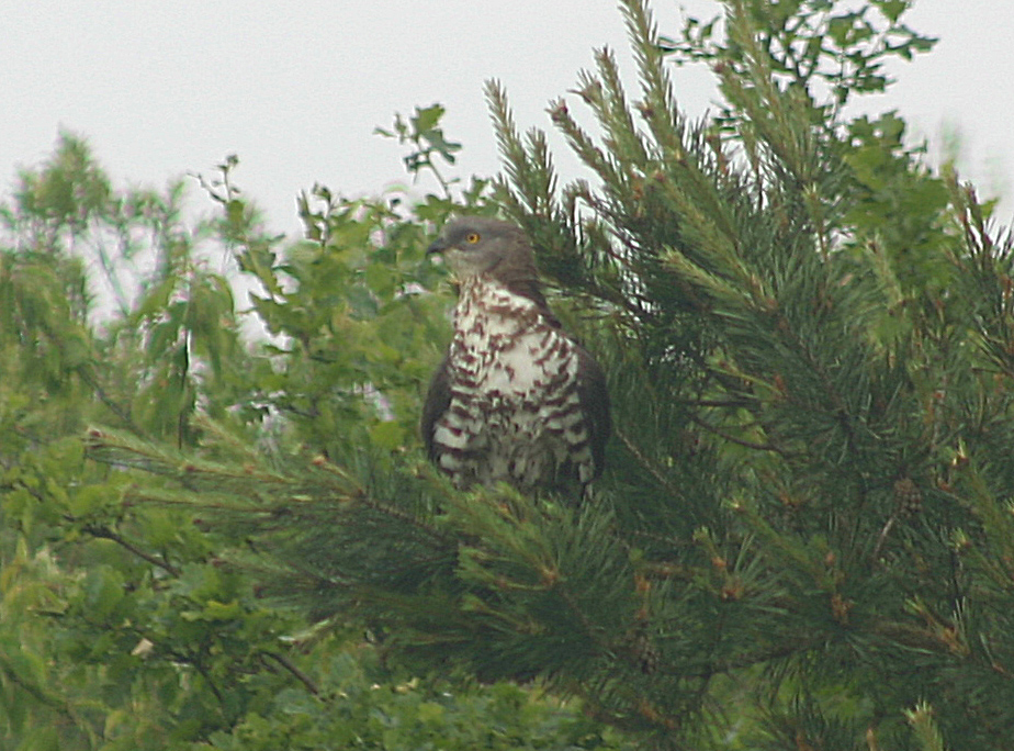 Wespenbussard 2