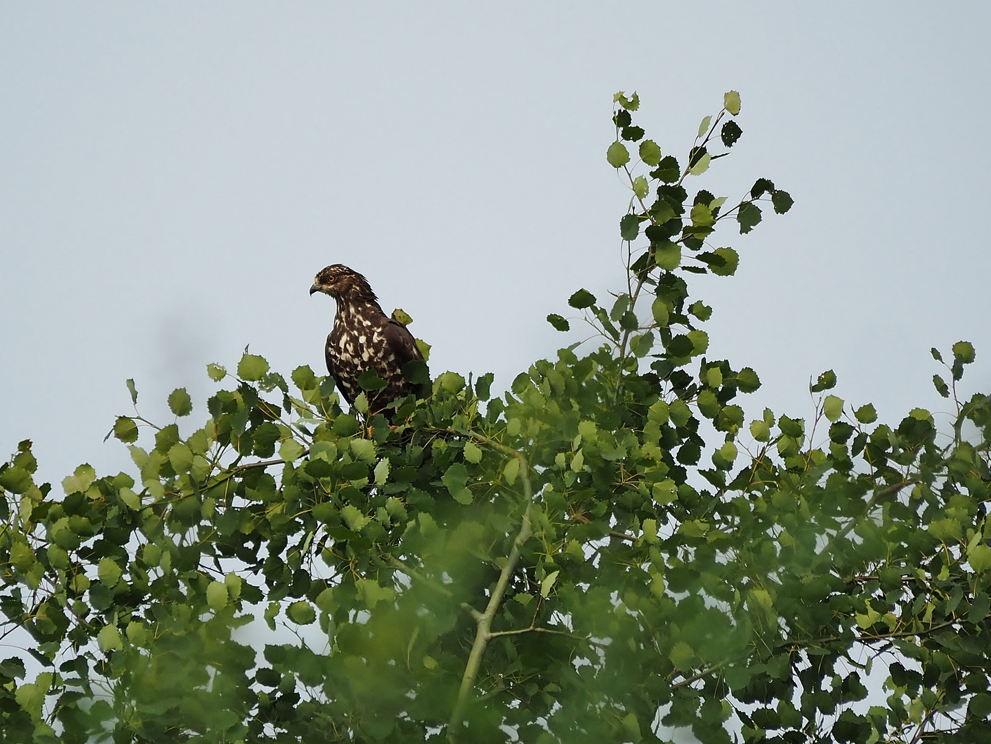 Wespenbussard