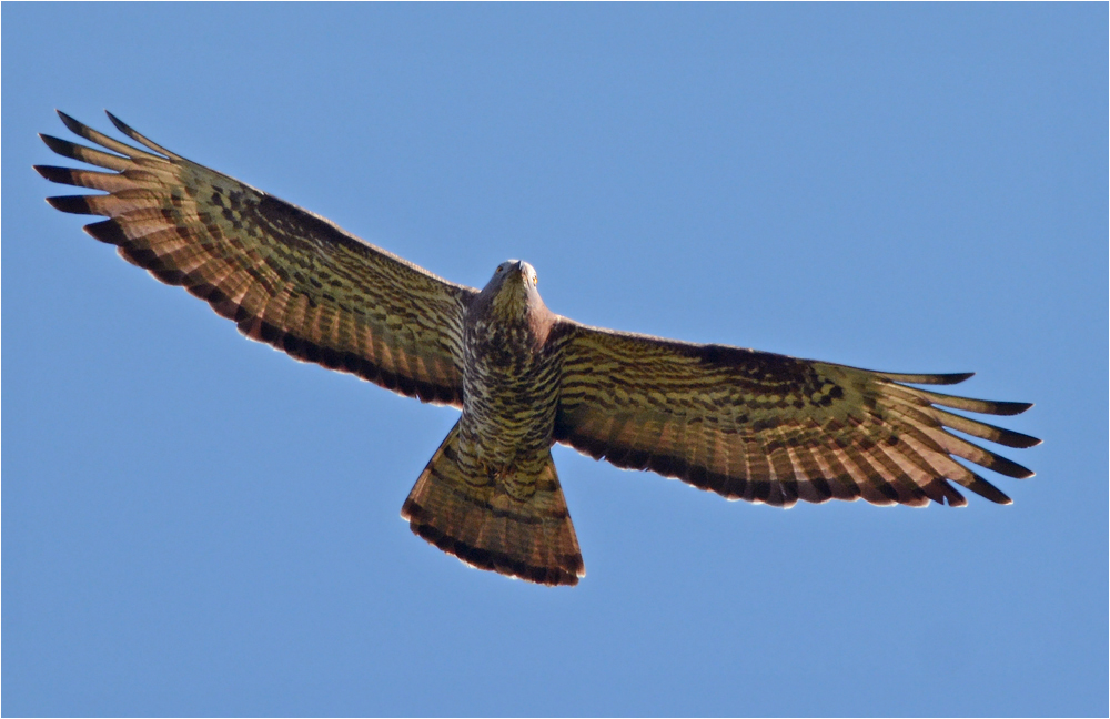 Wespenbussard