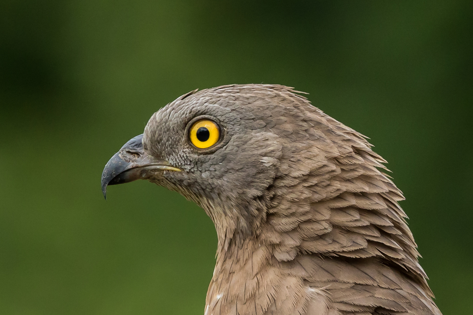 Wespenbussard