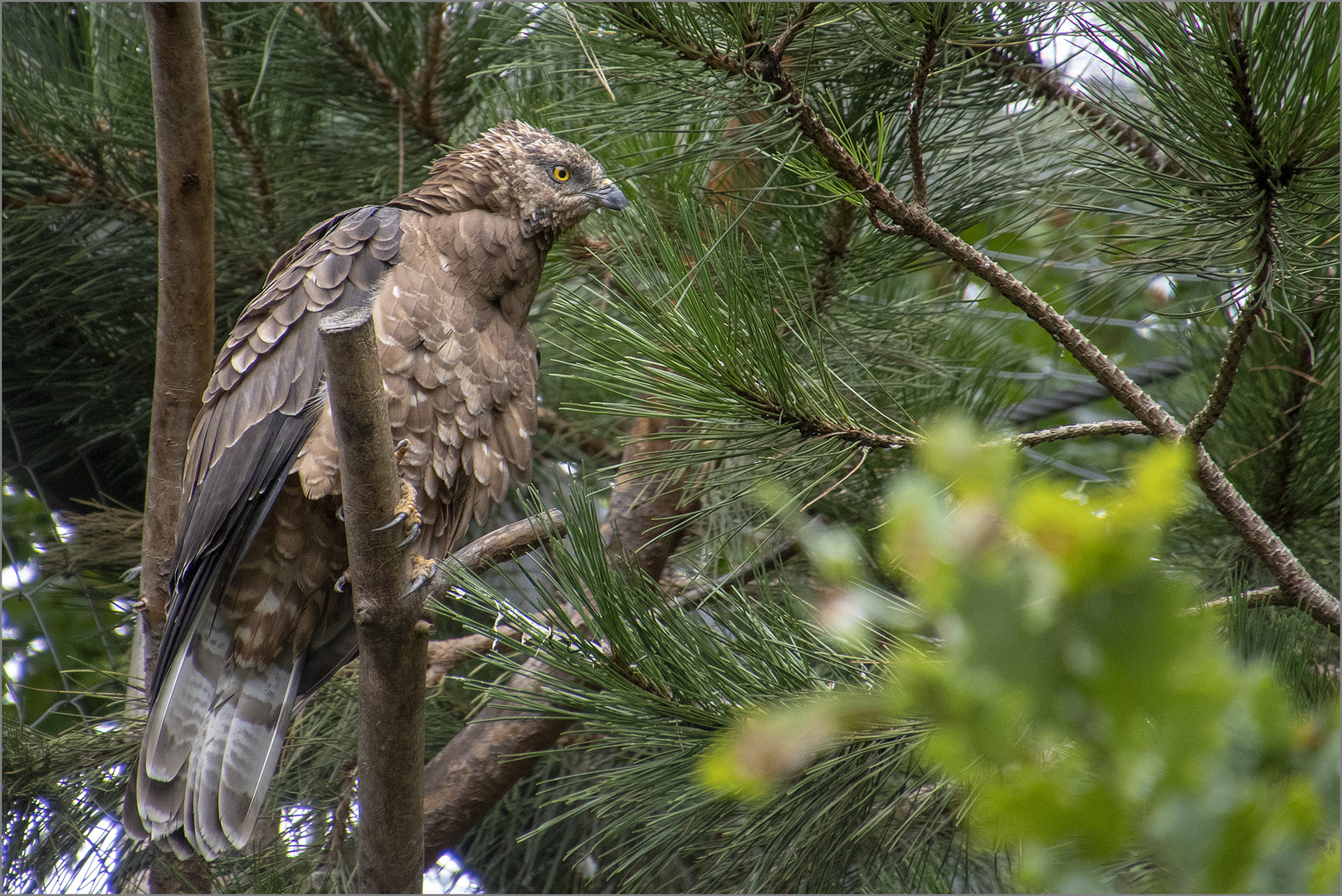 Wespenbussard