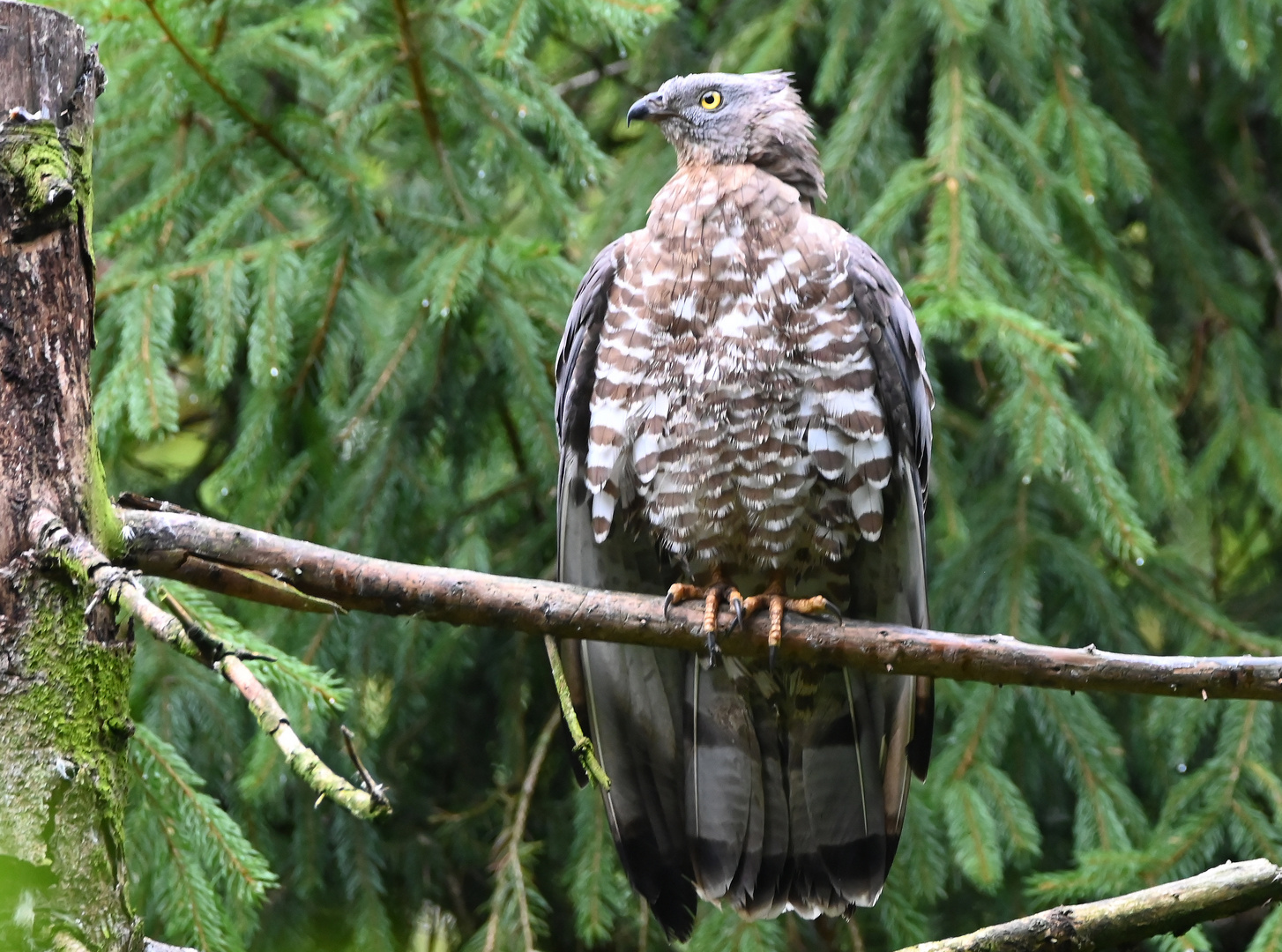 Wespenbussard