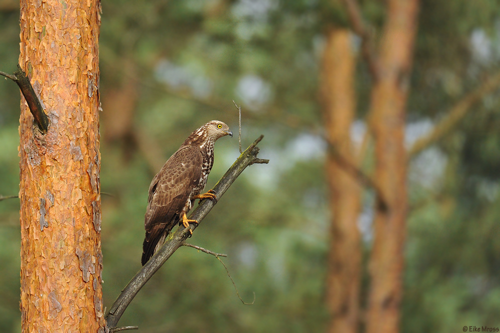 Wespenbussard