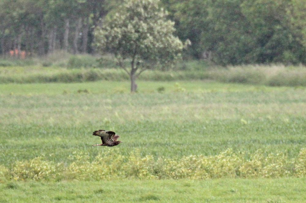 Wespenbussard