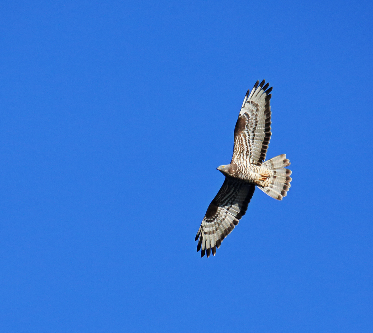  Wespenbussard