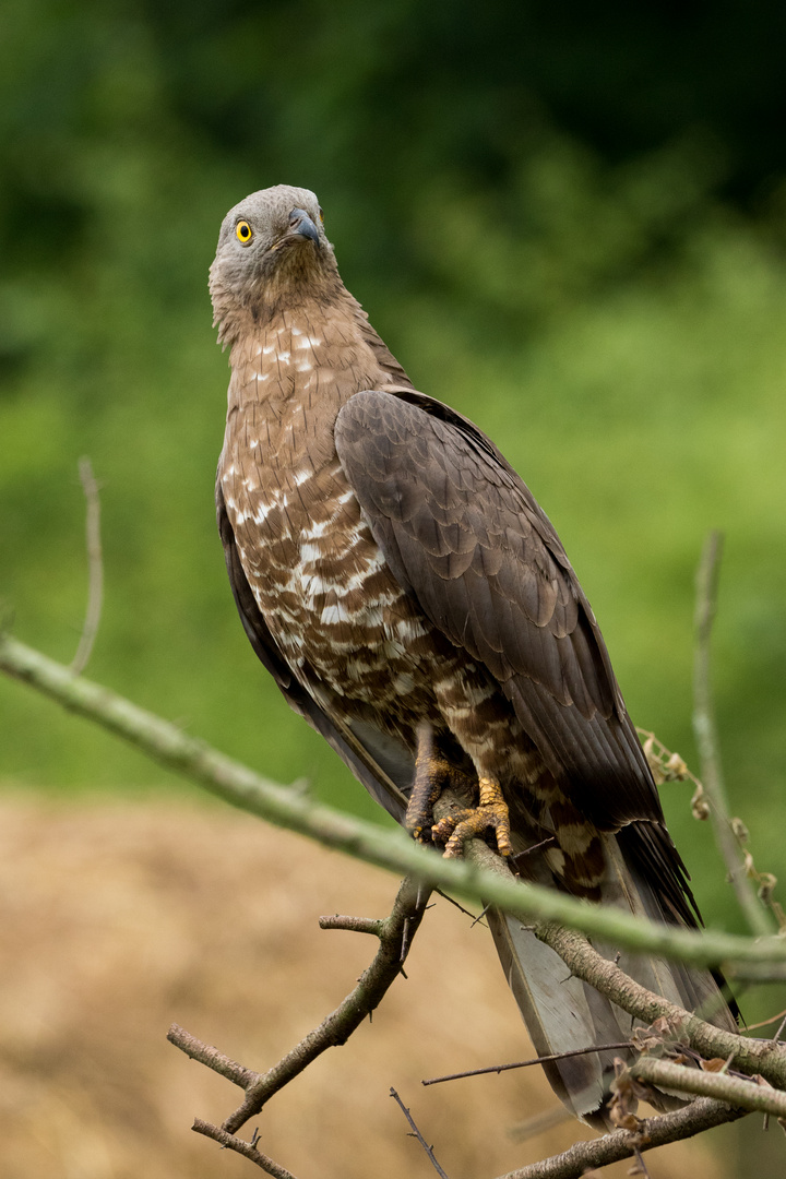 Wespenbussard-5118