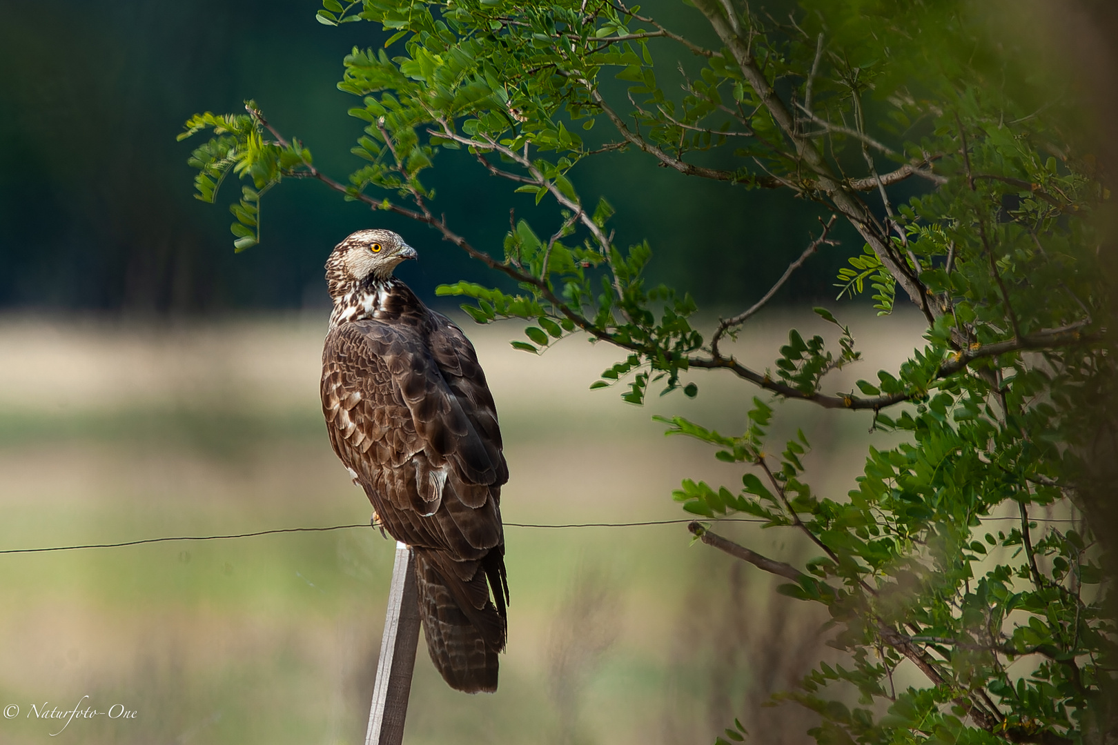 Wespenbussard