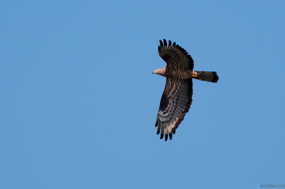 Wespenbussard