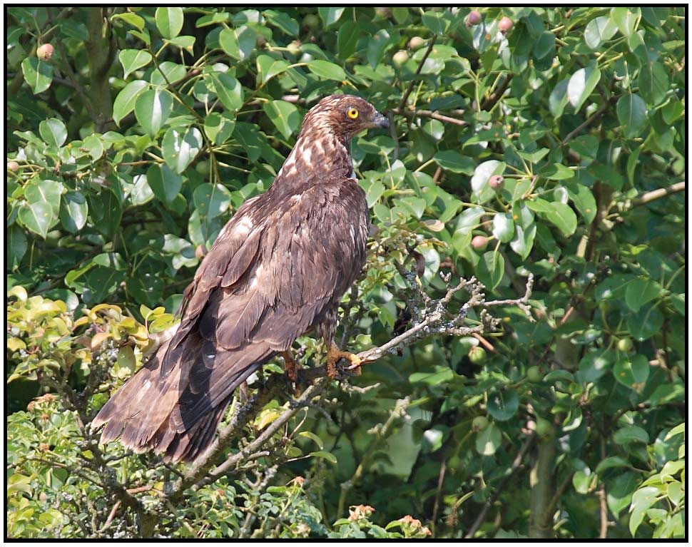 Wespenbussard