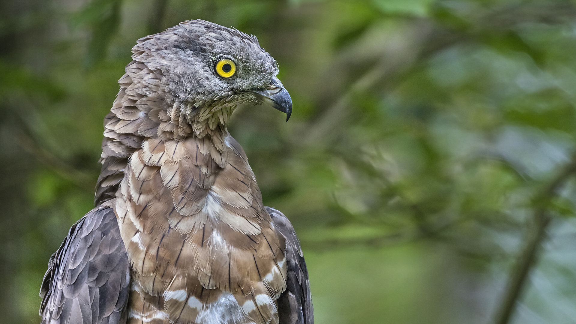 WESPENBUSSARD