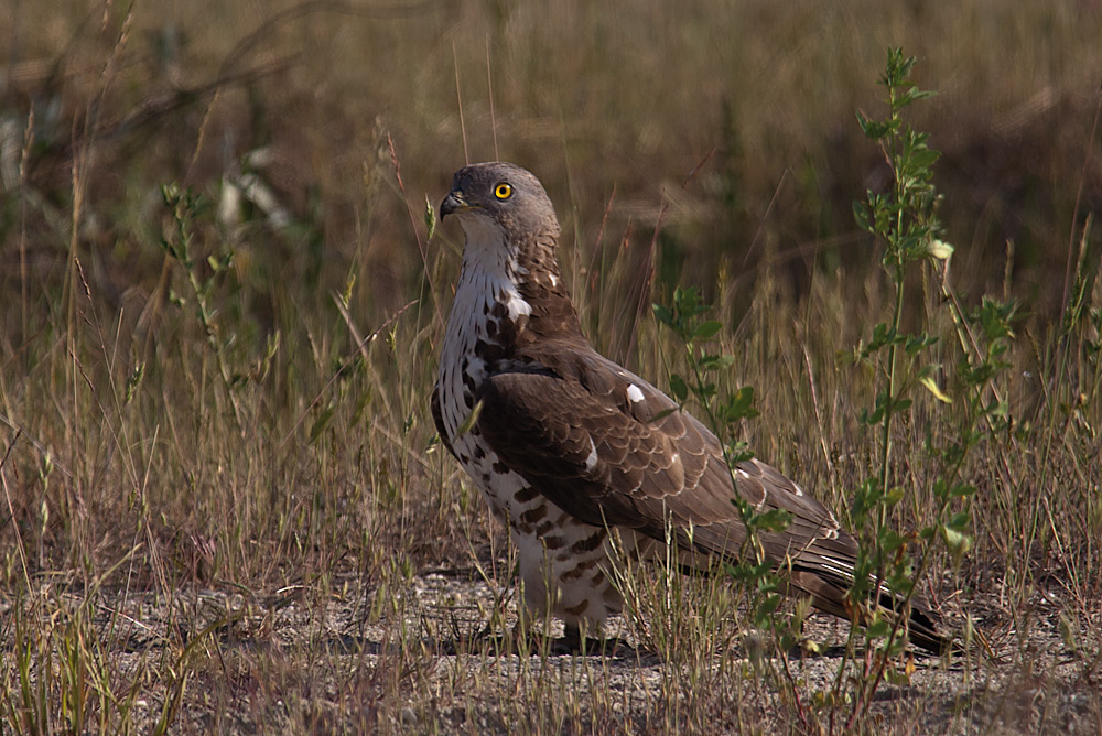 Wespenbussard