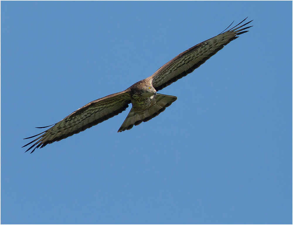 Wespenbussard